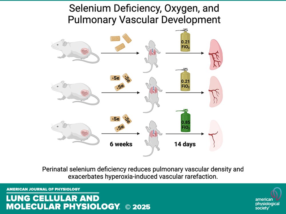 Short Report by M Mathias et al. (<a href="/OUHealth/">OU Health</a> @DrAbhrajit) #Selenium modulates #perinatal #pulmonaryvascular responses to #hyperoxia. #bronchopulmonarydysplasia
ow.ly/6Kcf50VKLYU