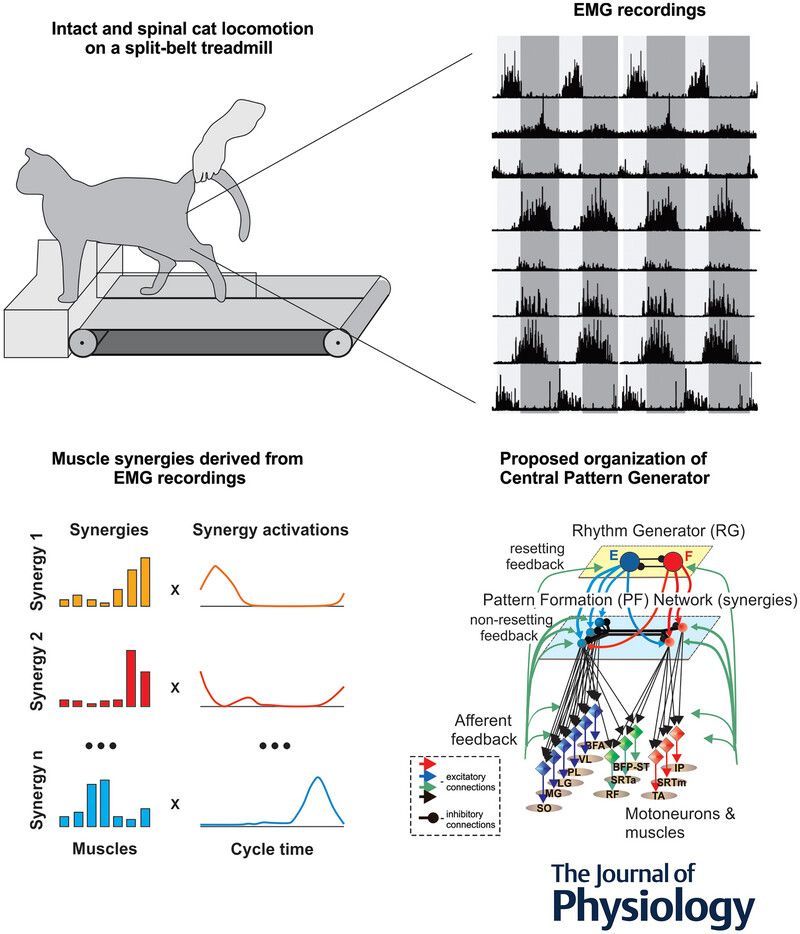 Journal of Physiology (@jphysiol) on Twitter photo A new study by Alexander N. Klishko (<a href="/GTBiology/">GA Tech Biology</a> <a href="/GTResearchNews/">Georgia Tech Research</a>) et al. examines the effects of spinal transection and #locomotor speed on muscle synergies of the cat #hindlimb 🐈 ⏰
📜 Read the #Research here: buff.ly/dFG71KN A new study by Alexander N. Klishko (<a href="/GTBiology/">GA Tech Biology</a> <a href="/GTResearchNews/">Georgia Tech Research</a>) et al. examines the effects of spinal transection and #locomotor speed on muscle synergies of the cat #hindlimb 🐈 ⏰
📜 Read the #Research here: buff.ly/dFG71KN