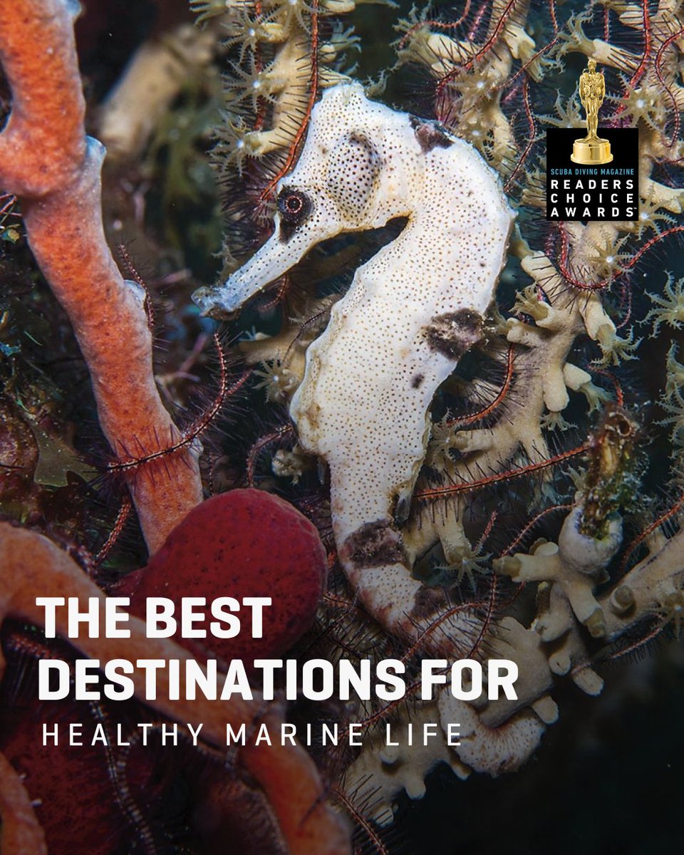 Some places just feel alive underwater. You drop below the surface and it’s instant sensory overload. 

We rounded up destinations where marine life isn’t just present, it’s pulsing with energy. 

See the full list here: padi.co/hj30gh56

🖊 Brooke Morton
📸 Mike Harterink