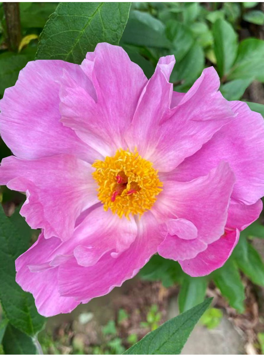 First peony.
