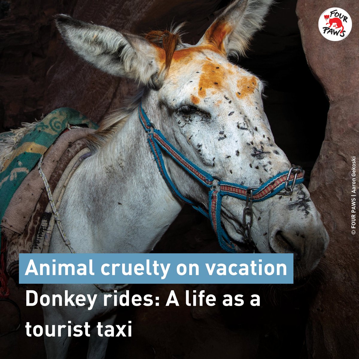 All around the world, donkeys are still being abused to carry tourists under the blazing sun. These sensitive animals often live in horrible conditions: 
 ❌ No water 
 ❌ No breaks 
 ❌ Loads that are far too heavy
Never support this kind of animal cruelty! ⚠️💔
