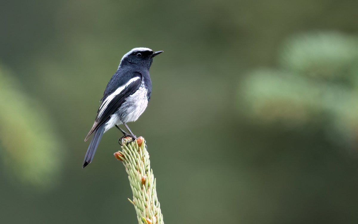 Chris Griffin tweet media