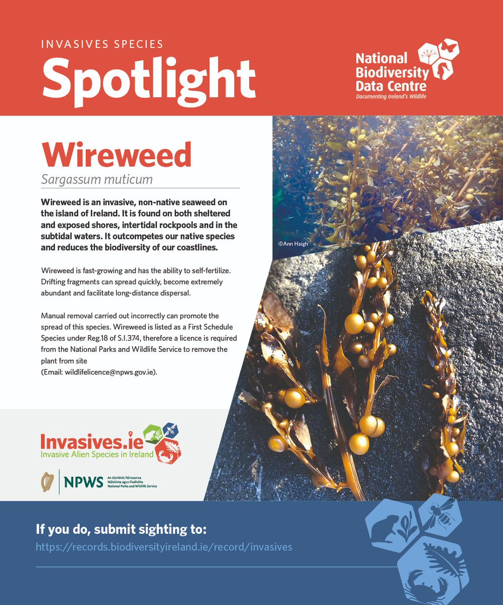 Biodiversity Ireland (@biodatacentre) on Twitter photo Invasive Spotlight Species #12: Wireweed
Wireweed reduces biodiversity by outcompeting native species through its rapid growth, shading and abrasion.
 
#CheckCleanDry to prevent further spread.
Submit your sighting 👉shorturl.at/AiF0S
#ReportInvasives Invasive Spotlight Species #12: Wireweed
Wireweed reduces biodiversity by outcompeting native species through its rapid growth, shading and abrasion.
 
#CheckCleanDry to prevent further spread.
Submit your sighting 👉shorturl.at/AiF0S
#ReportInvasives