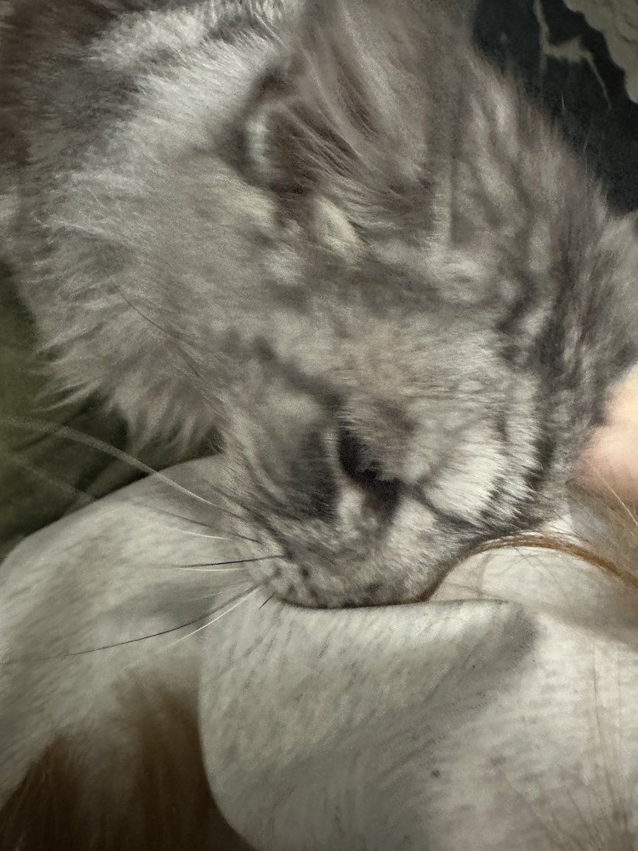 Yc_yzcs's tweet photo. 小猫咪也喜欢姐姐身上的味道嘛？ https://t.co/q0u7AGRalF