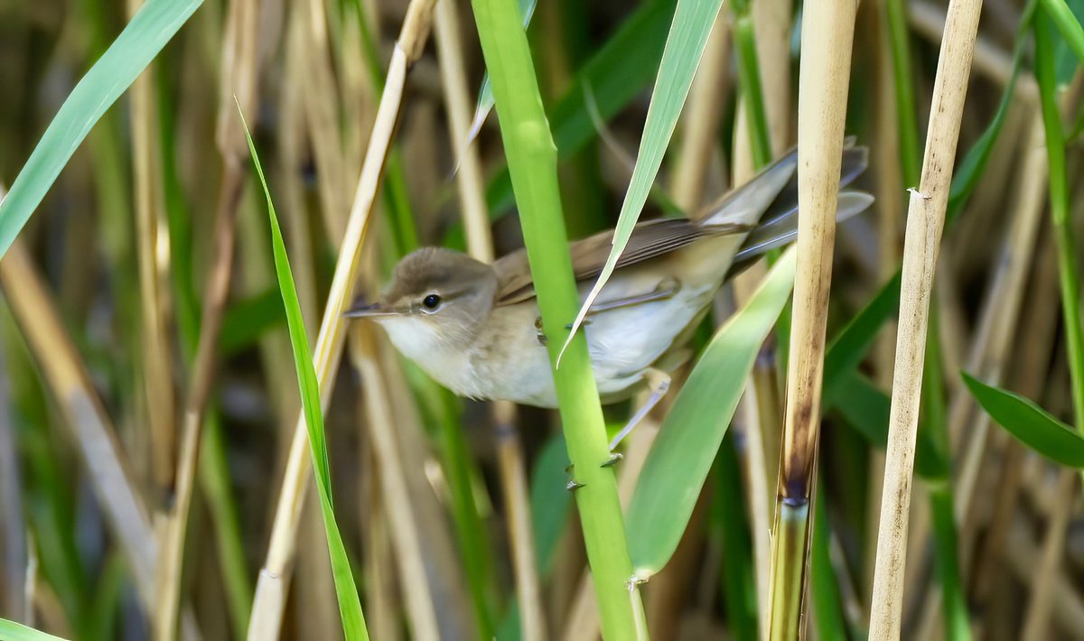 Reed Warbler singing  loudly today in the Albion Channel #Rotherhithe.  Probably breeding and seemingly happy to be so close to the busy footpaths on either side of the channel. Great urban wildlife.