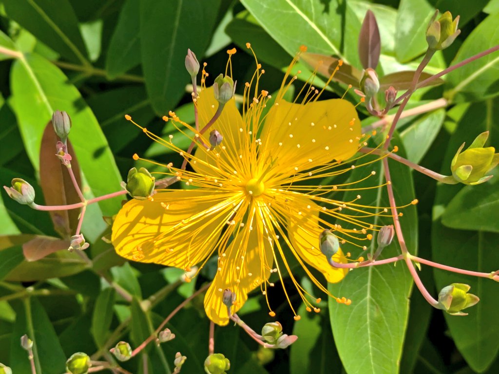 ヒペリカム…本来はオトギリソウ属(Hypericum)の学名なのですが、園芸的