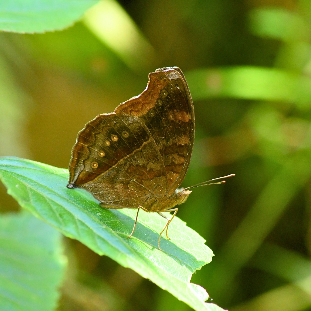 BWN_Nepal's tweet photo. May 28, 2025
Kharipati, Bhaktapur
1. Chocolate Pansy (upperside) 𝘑𝘶𝘯𝘰𝘯𝘪𝘢 𝘪𝘱𝘩𝘪𝘵𝘢
2. Chocolate Pansy (underside) 𝘑𝘶𝘯𝘰𝘯𝘪𝘢 𝘪𝘱𝘩𝘪𝘵𝘢
3. Yellow Coster (upperside) 𝘈𝘤𝘳𝘢𝘦𝘢 𝘪𝘴𝘴𝘰𝘳𝘪𝘢
4. Yellow Coster (underside) 𝘈𝘤𝘳𝘢𝘦𝘢 𝘪𝘴𝘴𝘰𝘳𝘪𝘢 https://t.co/Xtuj3poiWg