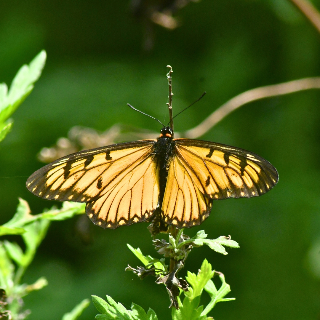 BWN_Nepal's tweet photo. May 28, 2025
Kharipati, Bhaktapur
1. Chocolate Pansy (upperside) 𝘑𝘶𝘯𝘰𝘯𝘪𝘢 𝘪𝘱𝘩𝘪𝘵𝘢
2. Chocolate Pansy (underside) 𝘑𝘶𝘯𝘰𝘯𝘪𝘢 𝘪𝘱𝘩𝘪𝘵𝘢
3. Yellow Coster (upperside) 𝘈𝘤𝘳𝘢𝘦𝘢 𝘪𝘴𝘴𝘰𝘳𝘪𝘢
4. Yellow Coster (underside) 𝘈𝘤𝘳𝘢𝘦𝘢 𝘪𝘴𝘴𝘰𝘳𝘪𝘢 https://t.co/Xtuj3poiWg