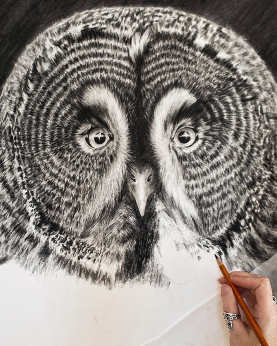 It’s never a bad day with a great grey owl staring back at you from the easel 🖤🦉 A throwback to 2022 when I was drawing this stunner in charcoal! Now available as a fine art print &amp; greeting card - find both in my shop - link in profile!

Great grey owl charcoal drawing, 28x19"