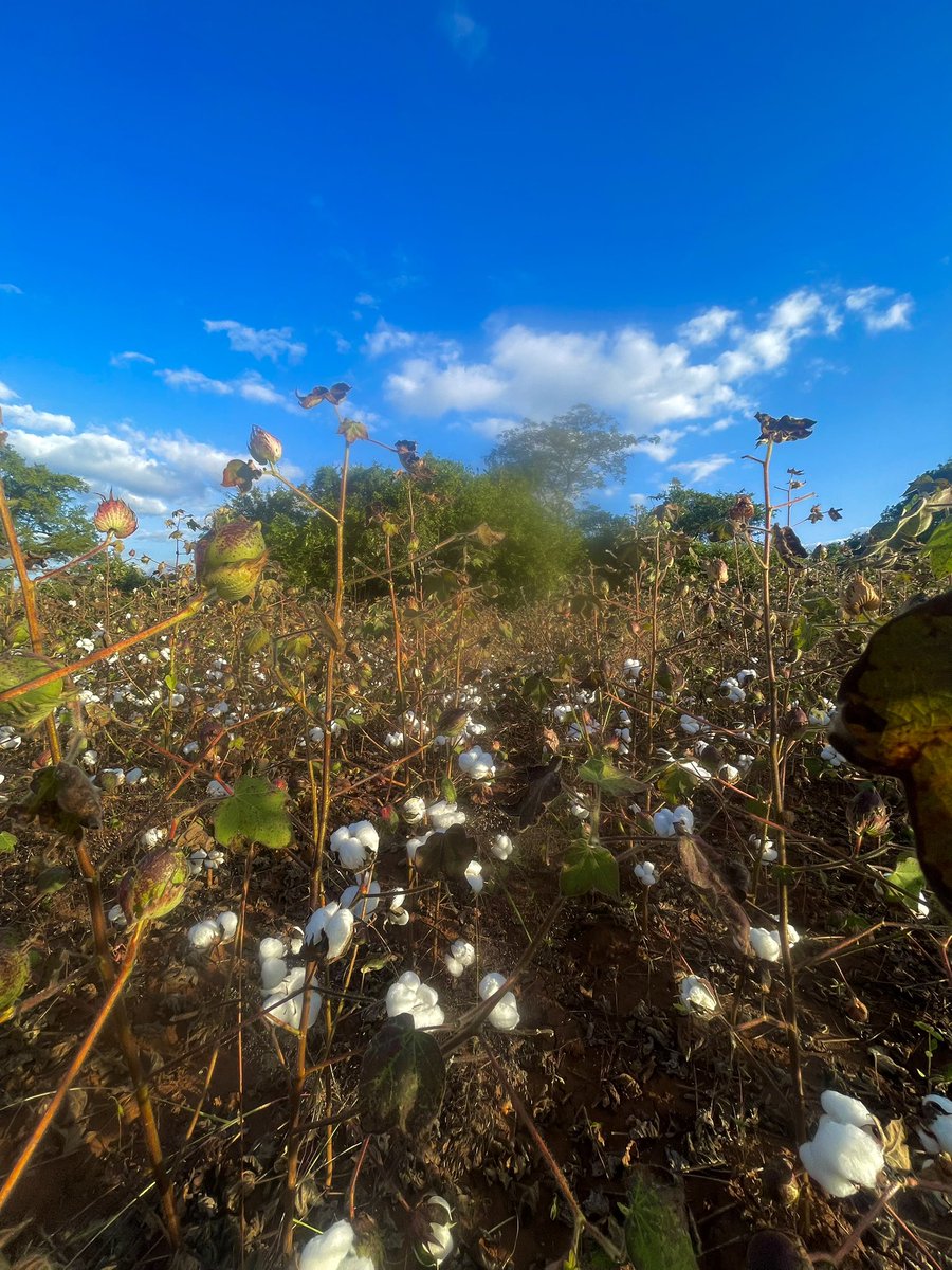 cottcozw's tweet photo. #FieldUpdate
2.2 hectares of cotton in Ngundu are thriving, and farmers have already begun harvesting. A promising season ahead!
#TransformingCommunities https://t.co/tz4zjCSTBs