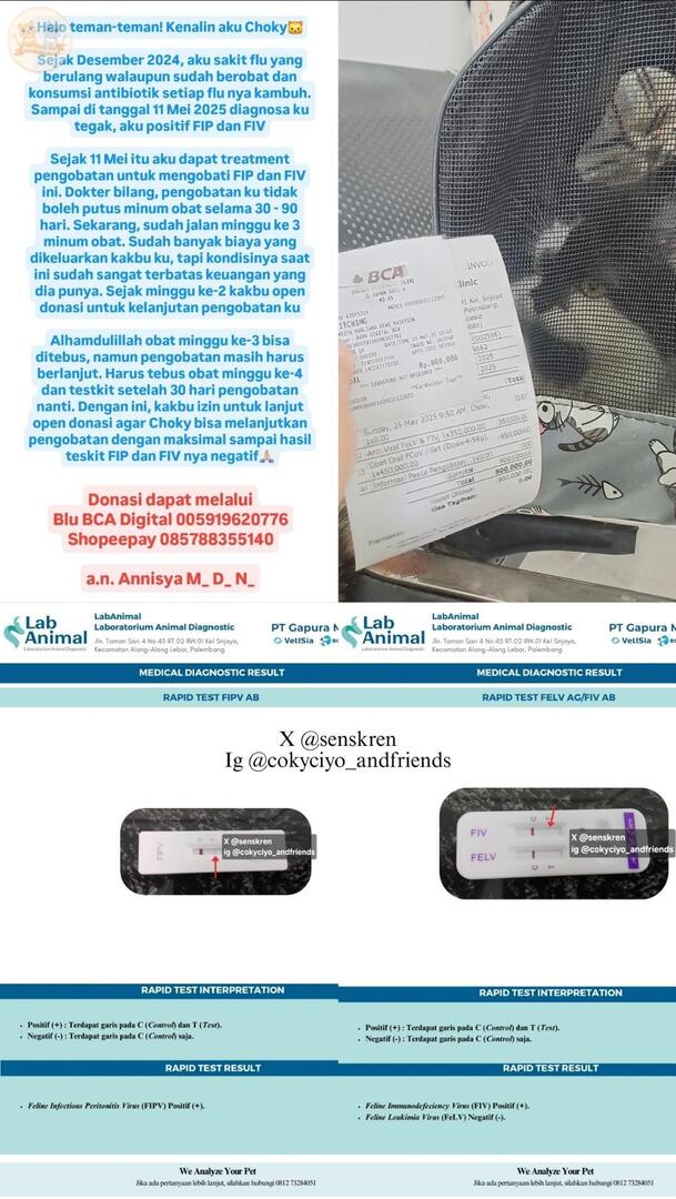 Open donasi pengobatan FIP dan FIV

Halo kcg! Kenalin aku Choky, saat ini butuh bantuan dari teman-teman agar pengobatan FIP dan FIV ku tetap bisa berlanjut🙏🏻 Aku terkena FIP dan FIV, pengobatan harus berlanjut selama 30-90 hari
