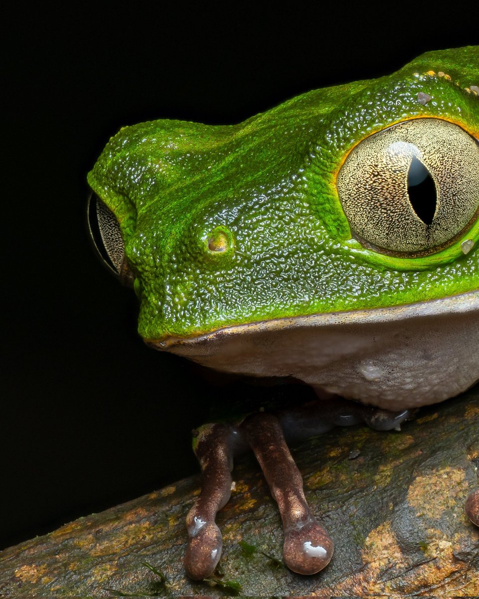 davidha60766557's tweet image. Meet the mesmerizing Phyllomedusa vaillanti, captured in the lush wilds of Ecuador. 🇪🇨✨

#WildlifeMacro #HerpPhotography #wildlife #nature #Herpetology #herp