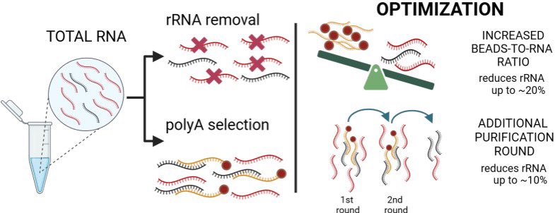 Angelika Andrzejewska-Romanowska (@aandrzejewskaa) on Twitter photo Check out our latest work in <a href="/SciReports/">Scientific Reports</a> from <a href="/NaturePortfolio/">Nature Portfolio</a> presenting our guidance for efficient #mRNA enrichment, as a crucial aspect of the transcriptome-wide studies 🙌 <a href="/ICHBPAN/">Instytut Chemii Bioorganicznej PAN</a>
nature.com/articles/s4159… Check out our latest work in <a href="/SciReports/">Scientific Reports</a> from <a href="/NaturePortfolio/">Nature Portfolio</a> presenting our guidance for efficient #mRNA enrichment, as a crucial aspect of the transcriptome-wide studies 🙌 <a href="/ICHBPAN/">Instytut Chemii Bioorganicznej PAN</a>
nature.com/articles/s4159…