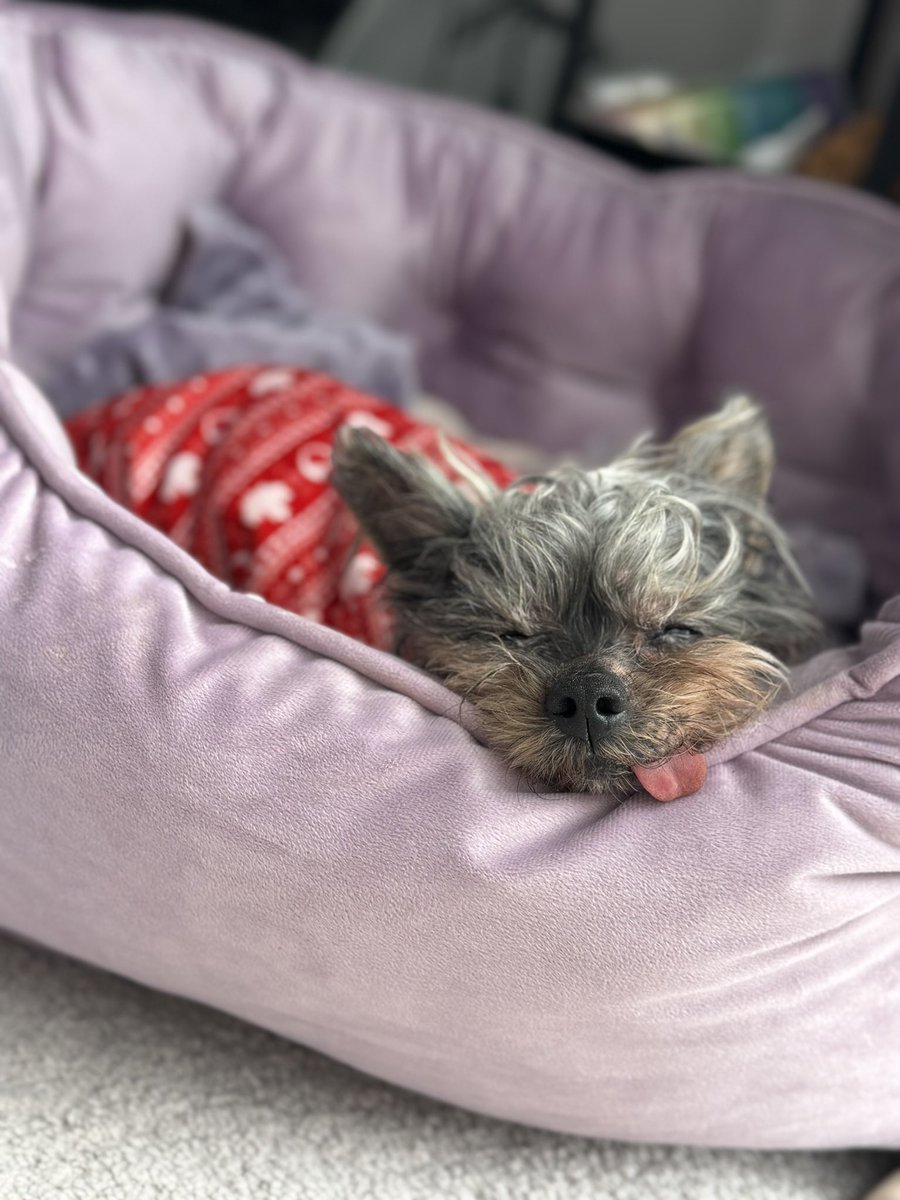 𝚐𝚘𝚘𝚍 𝚖𝚘𝚛𝚗𝚒𝚗𝚐 🪻☔️

another overcast / rainy day. 
perfect for errands and naps. 😴