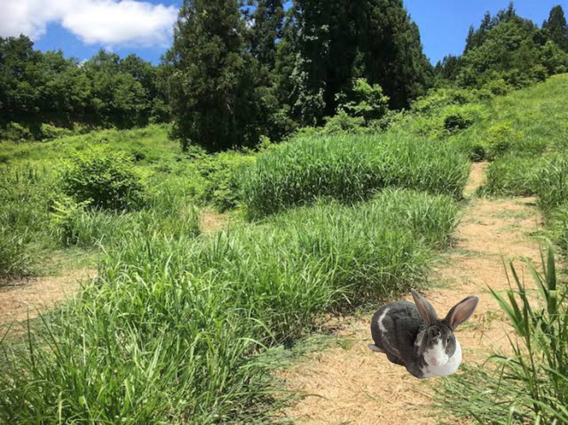 Q.もしロゼが野生にいたら
A.すぐ食われる