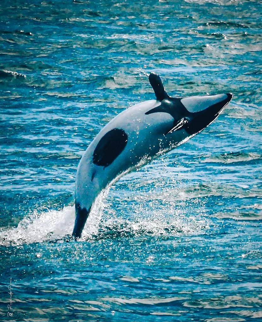 Puerto Deseado, Santa Cruz
Para disfrutar la fauna marina
Ph Ricardo Pérez