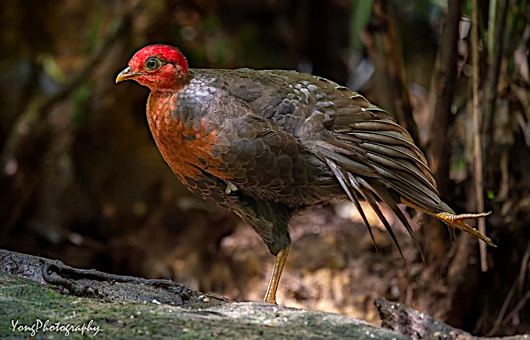 Red head💃🔴: Crimson-headed partridge (Haematortyx sanguiniceps, female) proving that some birds are simply born to stand out✨🌳. Photo: Daniel Yong. #Biodiversity #Wildlife #Birds #Birding #BirdsSeenIn2025 #WildlifePhotography #NaturePhotography