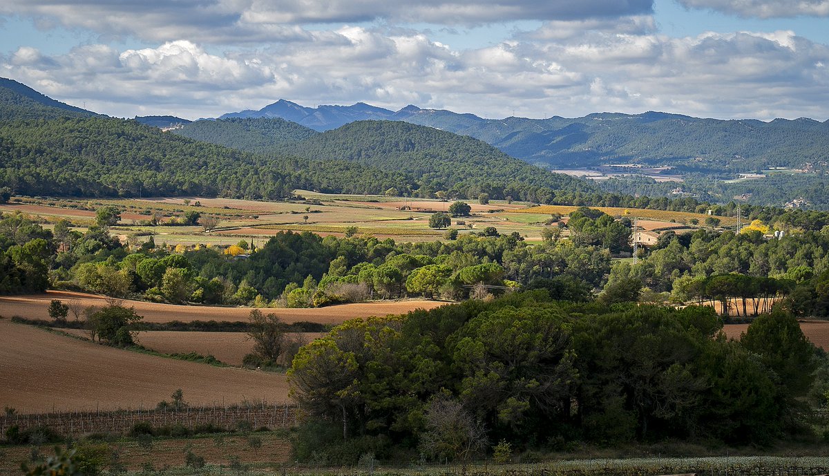 BCNAgrària (@bcnagraria) on Twitter photo 🌾El Banc de Terres del <a href="/ParcConca/">Parc Agrari de la Conca d'Òdena</a> ofereix 150 hectàrees en desús per a nous projectes agrícoles i ramaders.
Una iniciativa que facilita l'accés a la terra, revitalitza l'agricultura local i prevé incendis forestals.🔥🚫
👉bcnagraria.diba.cat/ca/informat/el…
#BancdeTerres 🌾El Banc de Terres del <a href="/ParcConca/">Parc Agrari de la Conca d'Òdena</a> ofereix 150 hectàrees en desús per a nous projectes agrícoles i ramaders.
Una iniciativa que facilita l'accés a la terra, revitalitza l'agricultura local i prevé incendis forestals.🔥🚫
👉bcnagraria.diba.cat/ca/informat/el…
#BancdeTerres