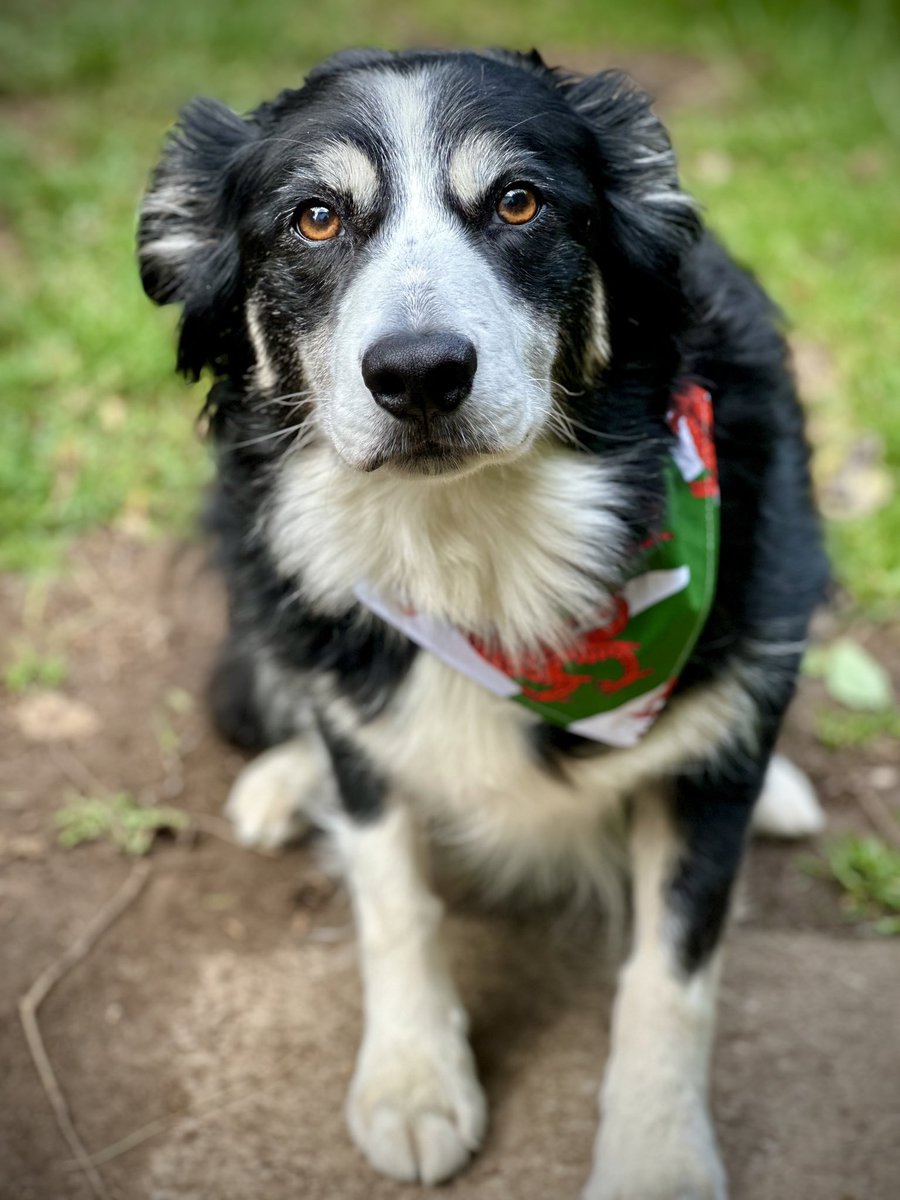 Friends! Look at my new bandana with a Welsh Flag on it from <a href="/BellaShihTzuAce/">Bella🇬🇧</a> 

The Welsh flag is called ‘Y Ddraig goch’ (the Red Dragon)

I feel very smart with it on.