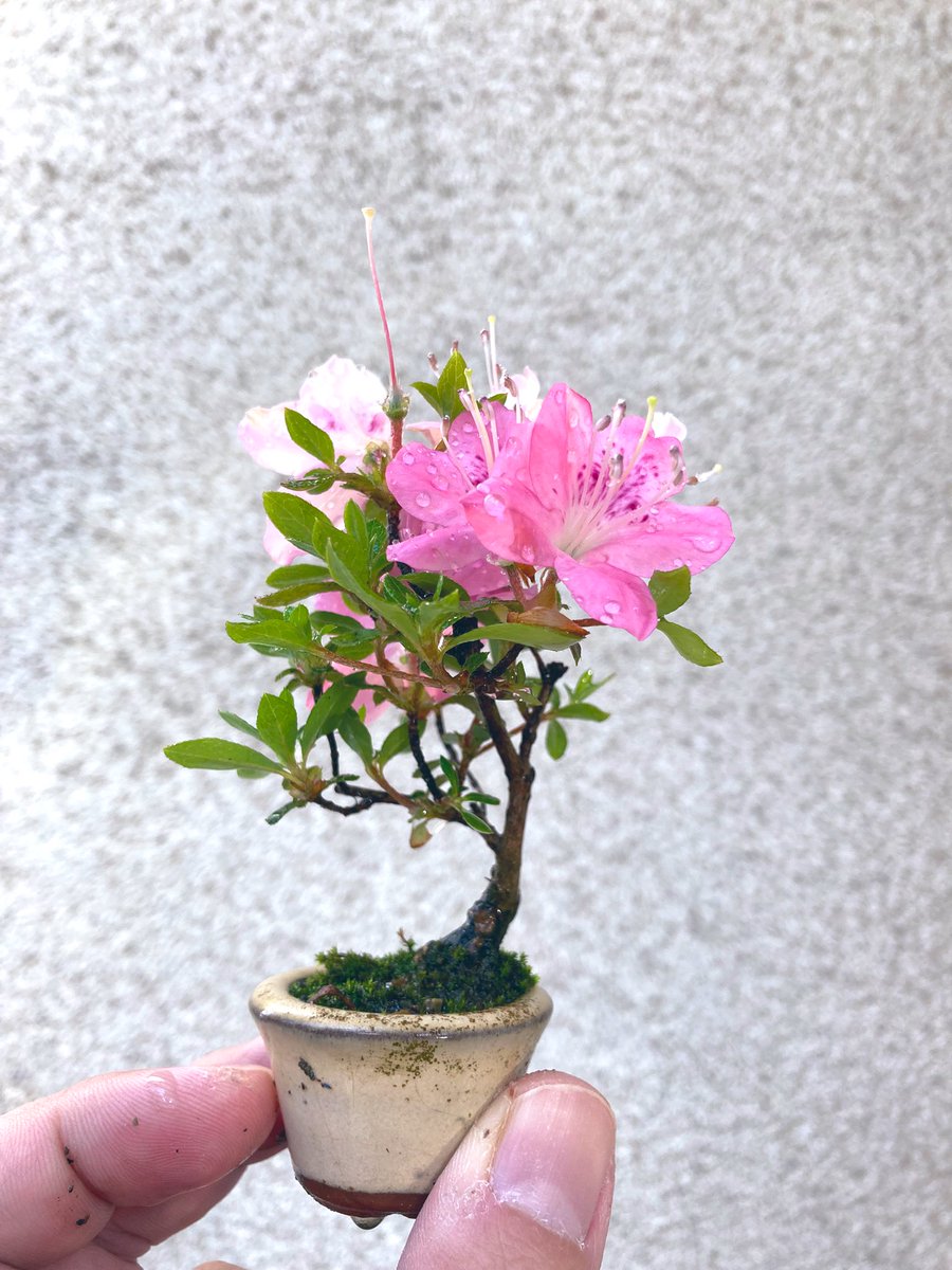 曲げようとしてベキッと折ってしまったり、変な時期に植え替えてもめげ