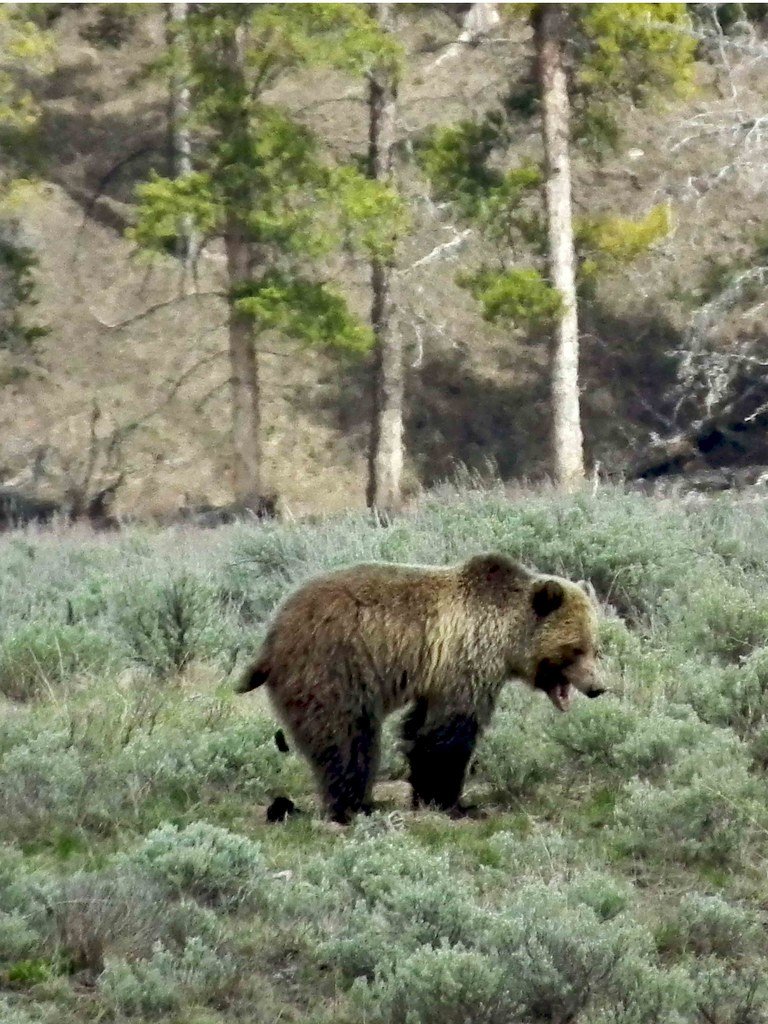 anthony conlin tweet media