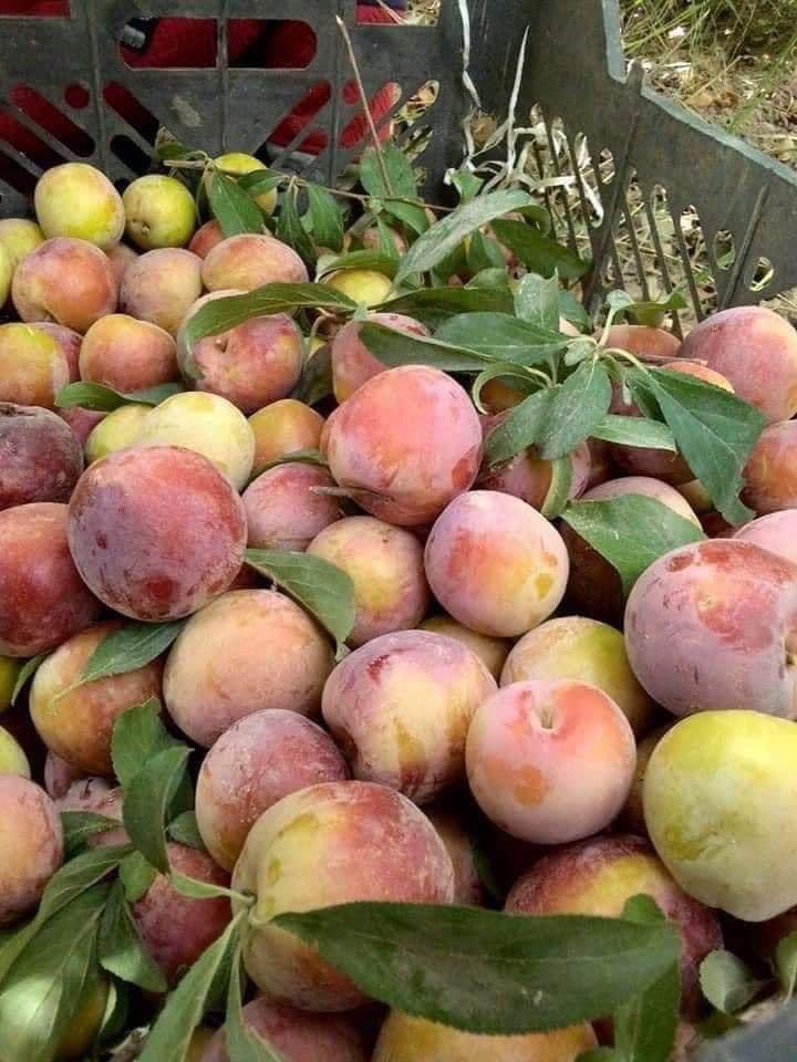 من مزارع القائم سلة #الانبار الغذائية