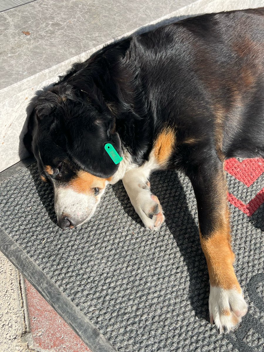 Arzu ölmez (@arzusah53335764) on Twitter photo Edremit'te yok olan köpekleri araştırıyoruz Balıkesir Büyükşehir belediyesi'ne Edremit belediyesi'nden kaç köpek aldığını soruyorum Balıkesir dkmp'ye sormamızı istiyor Balıkesir dkmp'ye sorduğumuzda Büyükşehir belediyesi'ne sorun diye cevap veriyor <a href="/balikesirbld/">Balıkesir Büyükşehir Belediyesi</a>
<a href="/TC_Balikesir/">Balıkesir Valiliği</a> Edremit'te yok olan köpekleri araştırıyoruz Balıkesir Büyükşehir belediyesi'ne Edremit belediyesi'nden kaç köpek aldığını soruyorum Balıkesir dkmp'ye sormamızı istiyor Balıkesir dkmp'ye sorduğumuzda Büyükşehir belediyesi'ne sorun diye cevap veriyor <a href="/balikesirbld/">Balıkesir Büyükşehir Belediyesi</a>
<a href="/TC_Balikesir/">Balıkesir Valiliği</a>