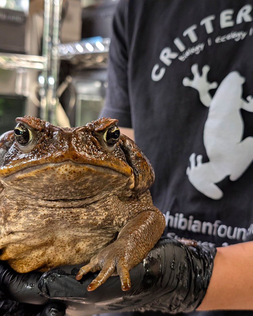 Despite Duchess's RBF (that's Resting Bufonid Face), she gets nothing but royal treatment!

Join AF's upcoming online #HusbandryandCaptiveManagement course to learn from a diversity of professionals! Register below for the section beginning on July 1!

amphibianfoundation.org/index.php/husb…