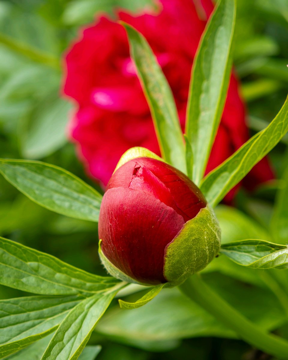 podbukovc's tweet image. This flower blooms for about as long as my motivation on a Monday! 🌸😅

#Podbukovc #SlowLiving #PoljaneValley