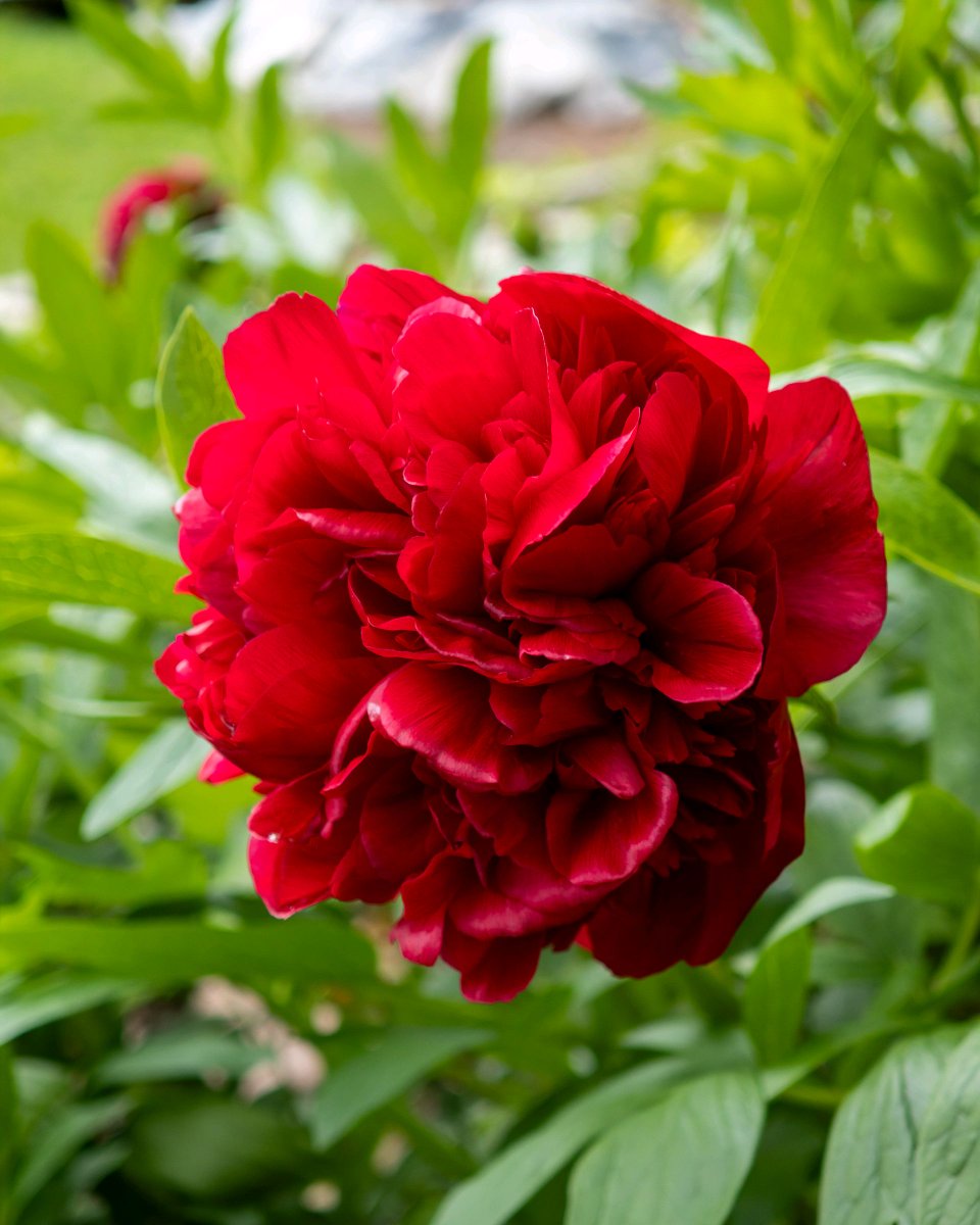 podbukovc's tweet image. This flower blooms for about as long as my motivation on a Monday! 🌸😅

#Podbukovc #SlowLiving #PoljaneValley