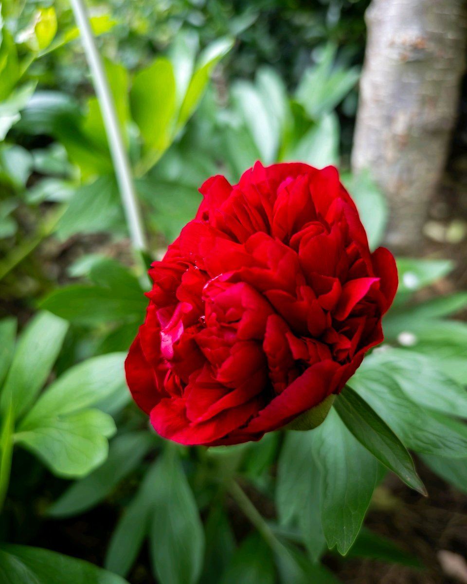 podbukovc's tweet image. This flower blooms for about as long as my motivation on a Monday! 🌸😅

#Podbukovc #SlowLiving #PoljaneValley