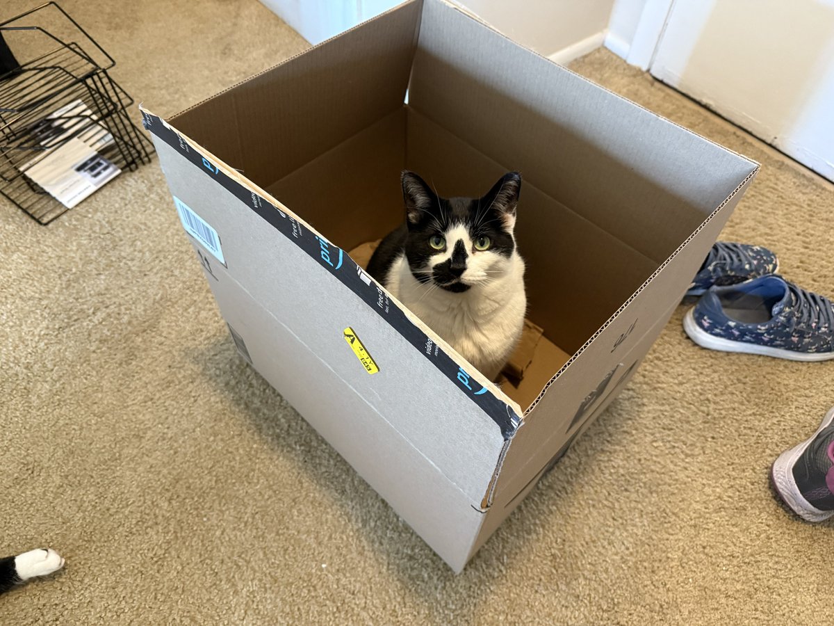 FranAndFiona's tweet image. Box inspector Fiona, reporting for duty.