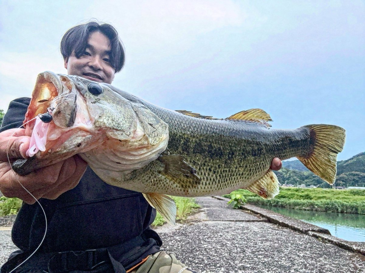 ybassf's tweet photo. 先日の波介川釣果!!

キングジミーヘンジ+7gフットボールで
カバー打ち、土バンクのボトスト。
ドリフトフライ４エラストマー0.9gの
ミドストもしっかりハマっています😳

ミドストに関してはほぼホバストですが
水面に逃すのがキモ。
エビ食いバスはスピードも大事。

#仕上がってる
#PR https://t.co/r1mBQKlRj4