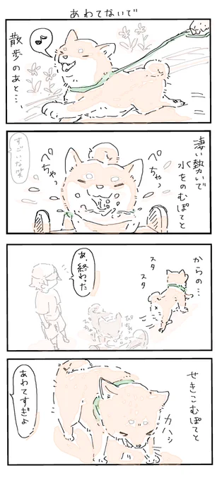 #4コマ漫画 #柴犬
あわてないで 
