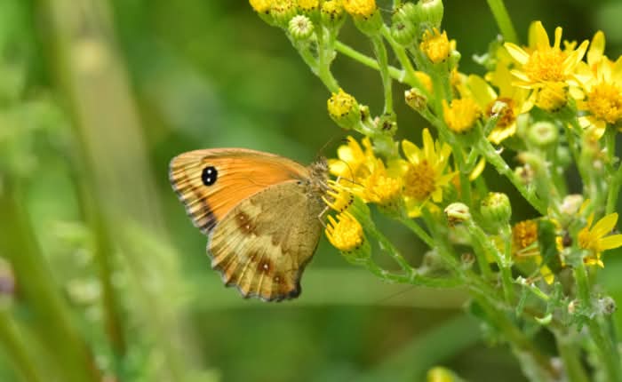 Zaterdag 31 mei Vlinder- en libellen excursie in Hoek van Holland v.a. 10.00 uur - 14.00 uur €2 (v.a. Metrostation Hoek van Holland Strand). Meer informatie en inschrijven via onze GROENE UITAGENDA 📲: degroeneagenda.nl/site/event/vli… 🦋.