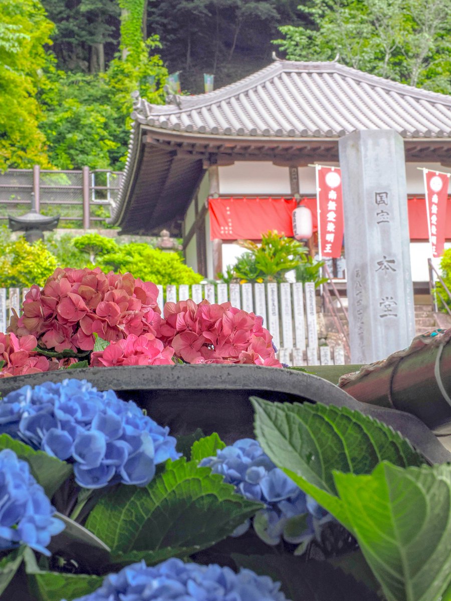nunookui's tweet photo. 【2025.5】
長谷寺のあじさい回廊

地植えのあじさいはまだまだこれからといったところ

#長谷寺
#あじさい
#紫陽花
#あじさい回廊
#わたしは奈良派
#私の花の写真
#flower_special_
#はなまっぷ
#om1
#om写真投稿
#1240f28
#japan_travel
#Photography
#Hydrangea
#nara https://t.co/g3Csl5LrPQ