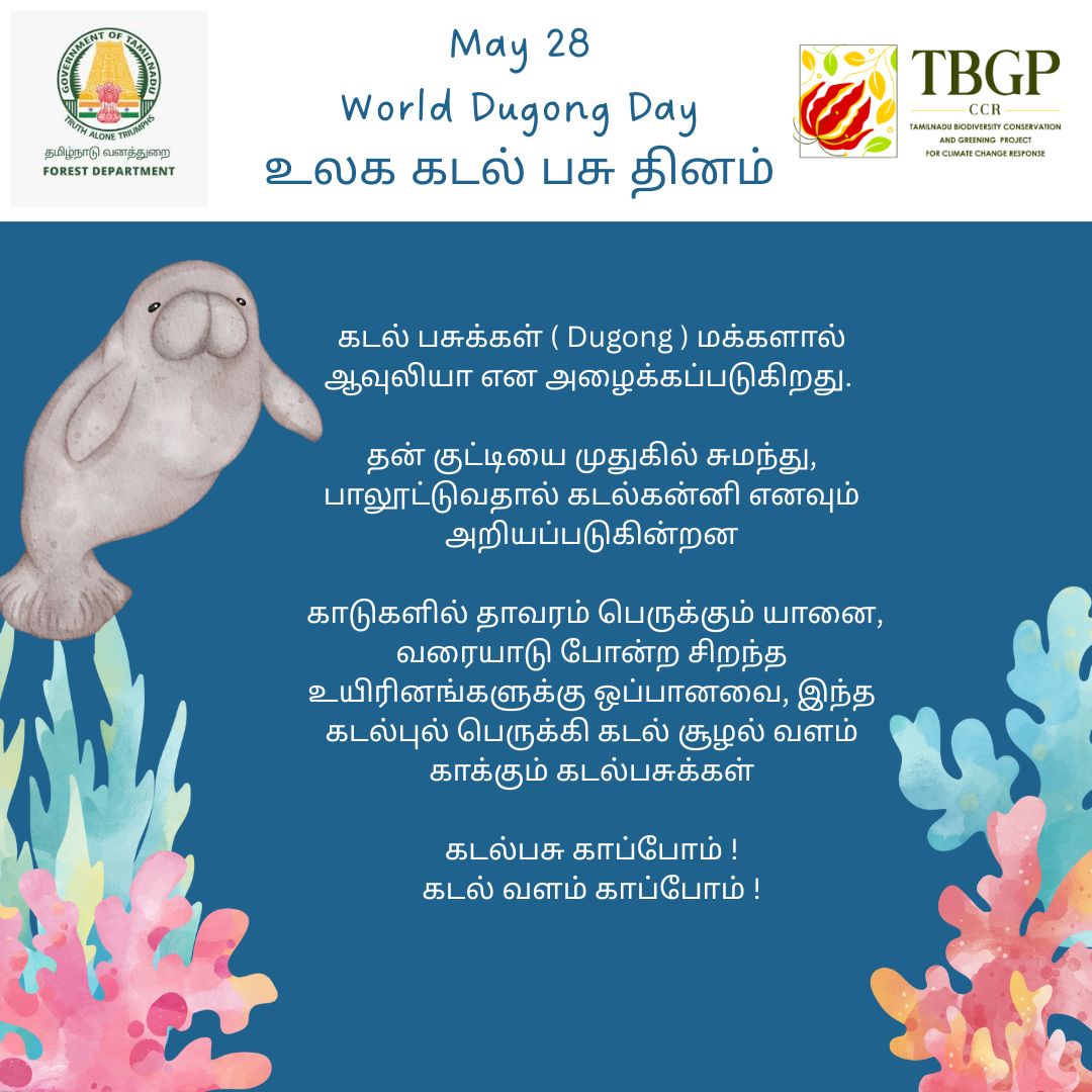 Tamil Nadu Forest Department (@tnforestdept) on Twitter photo Meet the gentle sea cow—the Dugong!
An icon of marine grace, dugongs play a vital role in maintaining the health of the seagrass ecosystems.
Let’s protect their habitats.
Let’s protect our oceans.
கடல்பசு காப்போம்! கடல் வளம் காப்போம்!
#TNForest <a href="/tbgpccr81051/">TBGPCCR FOREST</a> #DugongDay Meet the gentle sea cow—the Dugong!
An icon of marine grace, dugongs play a vital role in maintaining the health of the seagrass ecosystems.
Let’s protect their habitats.
Let’s protect our oceans.
கடல்பசு காப்போம்! கடல் வளம் காப்போம்!
#TNForest <a href="/tbgpccr81051/">TBGPCCR FOREST</a> #DugongDay