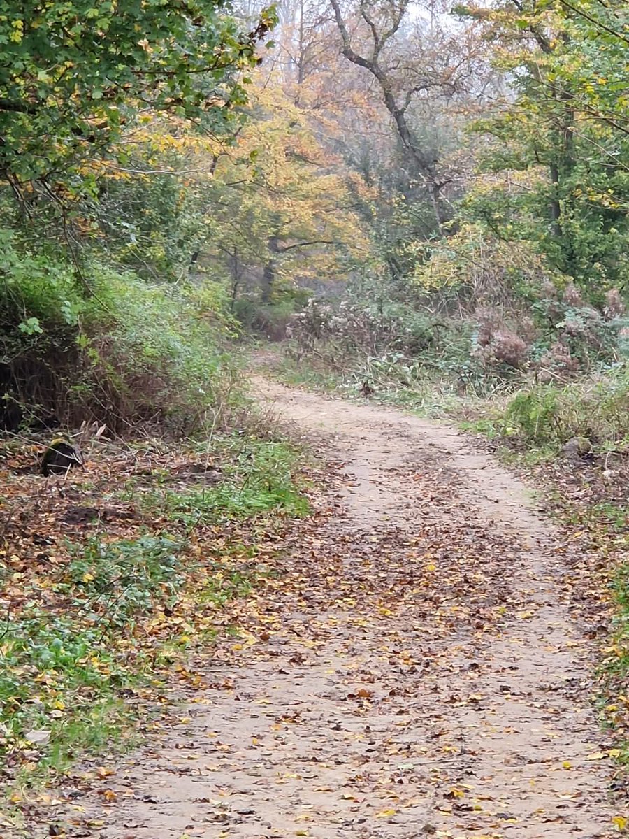 Zaterdag 31 mei, vroeg uit de veren! V.a. 08.30 uur meewerken met de bosvrijwilligers in 't #KralingseBos. Dit is een unieke gelegenheid om meer over het bos te leren en waarom er onderhoud wordt gepleegd. Kijk voor meer info op de GROENE UITAGENDA 📲: degroeneagenda.nl/site/event/mee… 🌳.