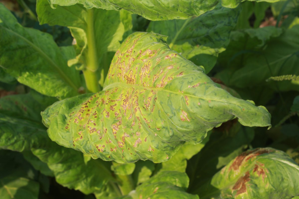 VIRTIGATION - save tomatoes & cucurbits from virus (@virtigation) on Twitter photo The Tobacco Mosaic Virus #TMV was one of the earliest viruses ever studied & played a key role in the history of #PlantVirology. Check out this interesting explainer video from <a href="/VirResSer/">Virology Research Services Ltd</a> on the #PlantVirus that started it all: youtube.com/watch?v=STg7c-… #PlantHealth #PlantScience The Tobacco Mosaic Virus #TMV was one of the earliest viruses ever studied & played a key role in the history of #PlantVirology. Check out this interesting explainer video from <a href="/VirResSer/">Virology Research Services Ltd</a> on the #PlantVirus that started it all: youtube.com/watch?v=STg7c-… #PlantHealth #PlantScience