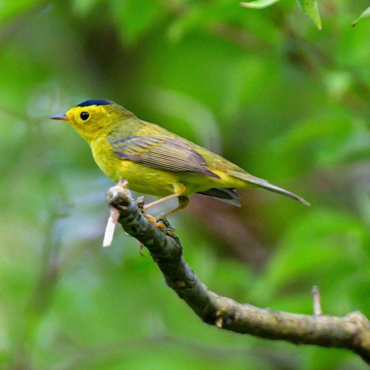 Hats off to Mr. Wilson this Wednesday! 💛🖤
Wilson’s Warbler
East Harbor, Ottawa County, OH
#Bird #BirdTwitter #TwitterBirds