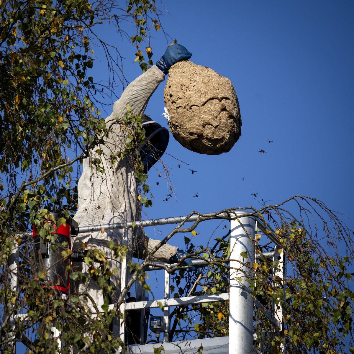 De Aziatische hoornaar wordt niet langer overal in Limburg actief opgespoord en verwijderd. Na evaluatie blijkt dat het volledig uitroeien van de Aziatische hoornaar niet langer haalbaar is. Lees meer: bit.ly/4kikYHt