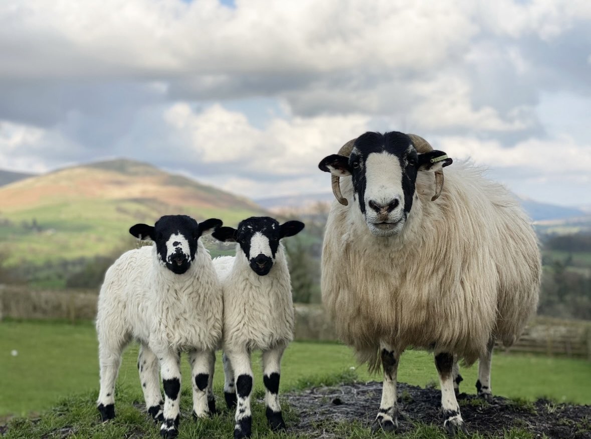 Alison O’Neill ~ Shepherdess tweet media