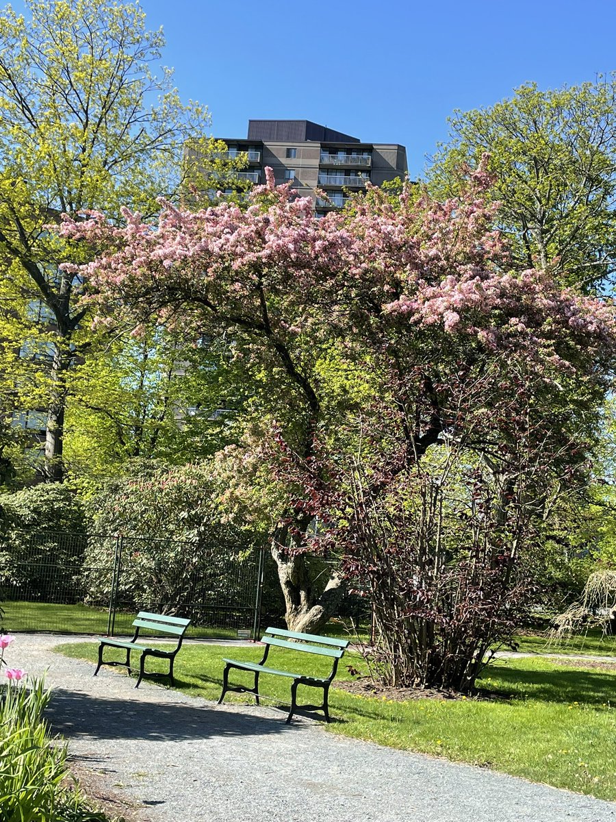 Phenomenal day to be working at the Halifax Public Gardens! Going up to 30° and sunny! Maybe spring has finally arrived!