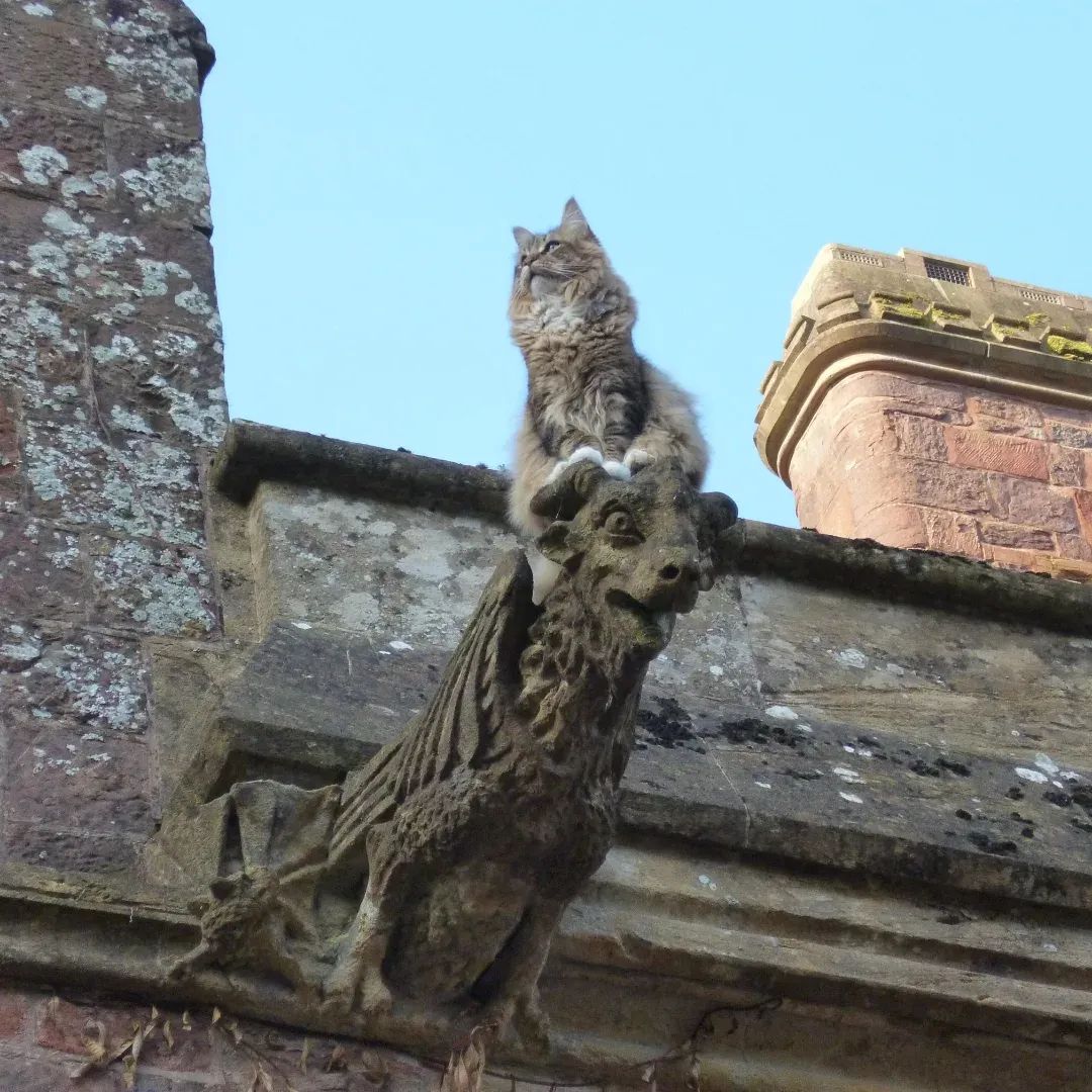 Have you ever seen a cat quite as pleased with himself as this one? And rightly so.