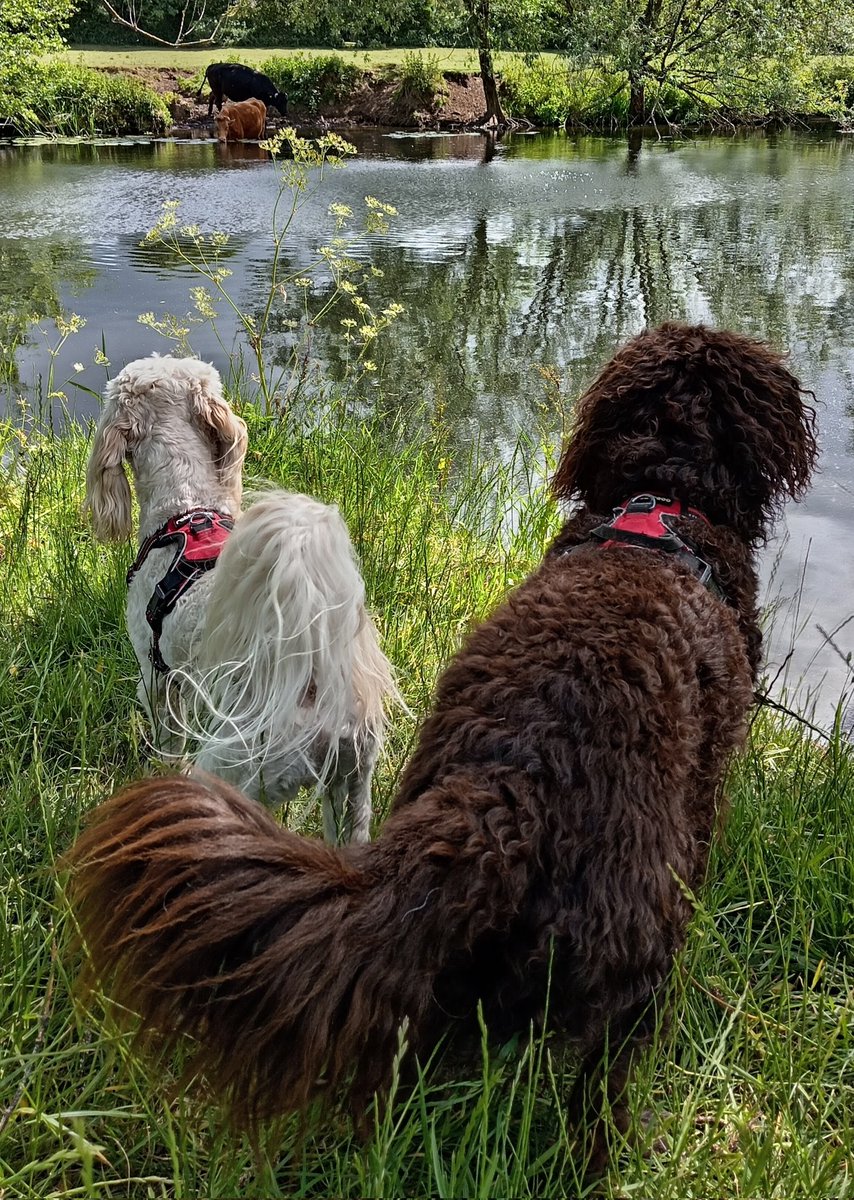 We are away on holiday in Worcestershire again.
1) On the loose in Evesham, England.
2) The new king ball thief!
3) Guarding this bank of the river from the wading cows