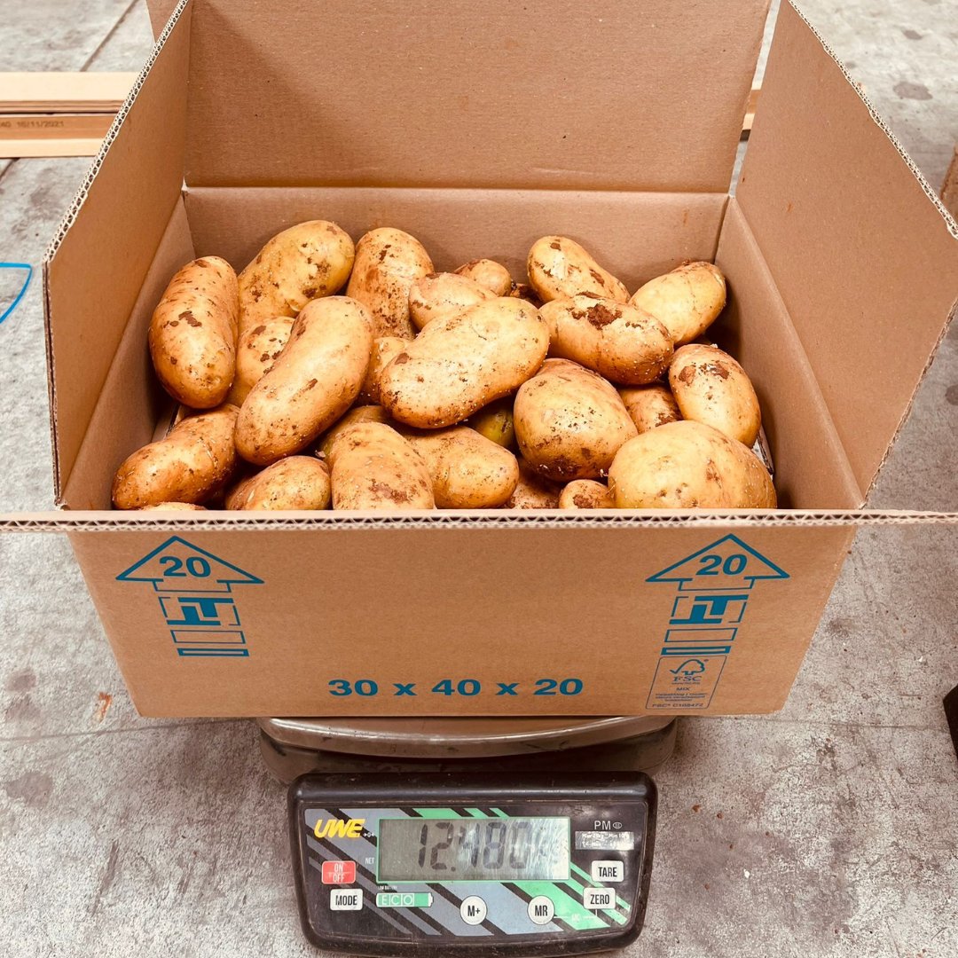FlevoTrade Onions, Grading & Packaging tweet media