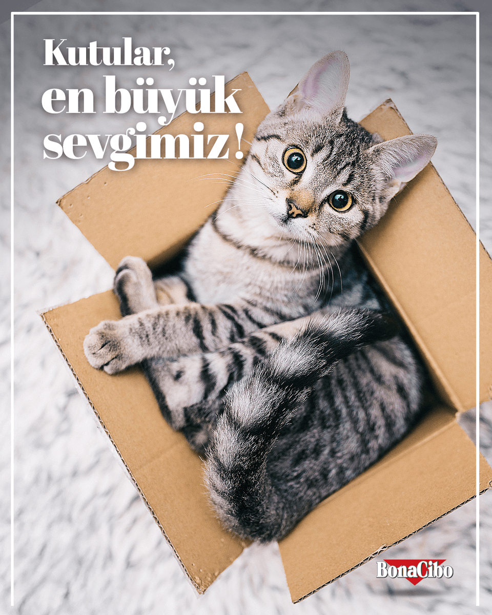 Kediler neden kutu delisi? 🐾 Çünkü kutular gizlenme içgüdüsünü besler, dar alanlar sarılma hissi verir, içi sıcacıktır 🔥 ve oyun için harikadır! Tırmala, zıpla, uyu… Hepsi bir kutuda! 🧶😽