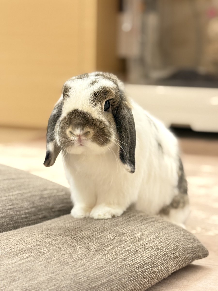 kurokurotsukipi's tweet image. つきみ🐰あの～、おやつくれませんか？