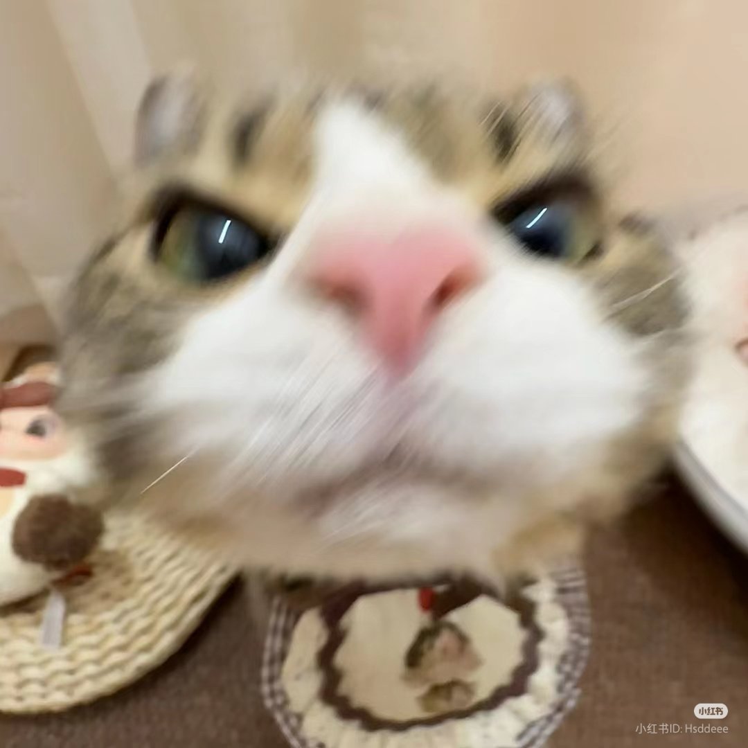 nocontextscats's tweet photo. 😡 https://t.co/nVHEwlAJvL