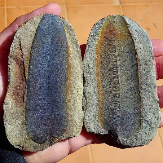 BigBangSciCom's tweet image. Ceci n'est pas un #fossile de plume, mais de Neuropteris, une fougère qui vivait au carbonifère, il y a environ 300 millions d'années
Crédits : juarezfossil/IG
#Fossil #fossile #paléontologie #Palaeontology #animaux #nature